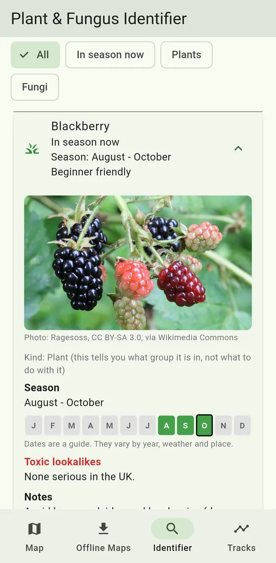 A guide entry for blackberry showing its photo, season months and toxic lookalikes